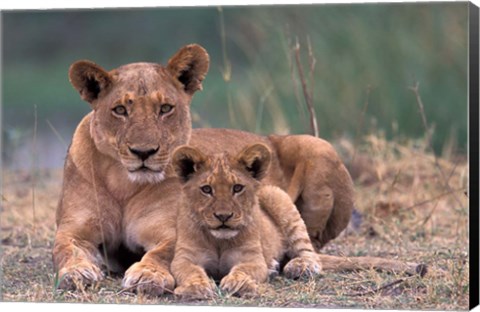 Framed Lions, Okavango Delta, Botswana Print