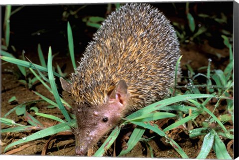 Framed Madagascar, Ankarana, Greater Hedgehog tenrec wildlife Print