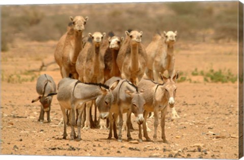 Framed Mauritania, Adrar, Camels and donkeys going to the well Print