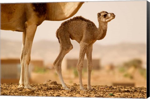 Framed Mauritania, Guelb Jmel, Little dromedary at the well Print