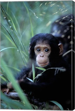 Framed Infant Chimpanzee, Tanzania Print