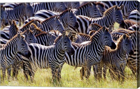 Framed Large herd of Burchell&#39;s Zebras, Masai Mara Game Reserve, Kenya Print