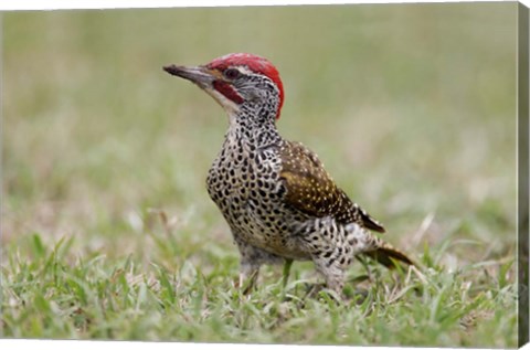 Framed Kenya, Masai Mara NWR, Nubian woodpecker bird Print