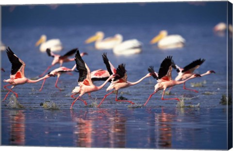 Framed Lesser Flamingos running on water, Lake Nakuru National Park, Kenya Print