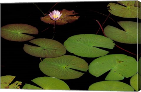 Framed Lily Pads, Okavango Delta, Botswana Print