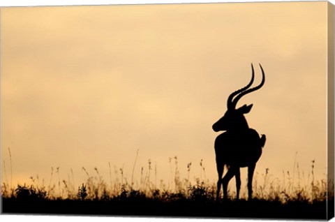 Framed Impala With Oxpecker Bird, Nakuru National Park, Kenya Print