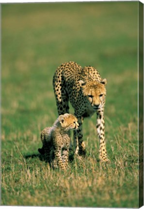 Framed Kenya, Masai Mara Game Reserve, Cheetah with cub Print