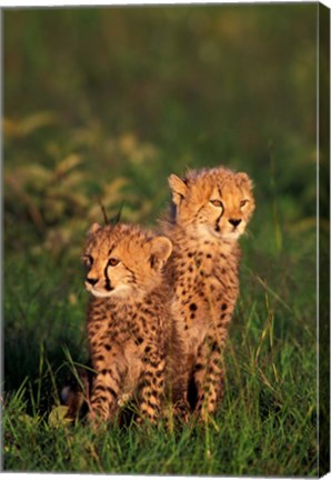 Framed Cheetah cubs, Kenya Print