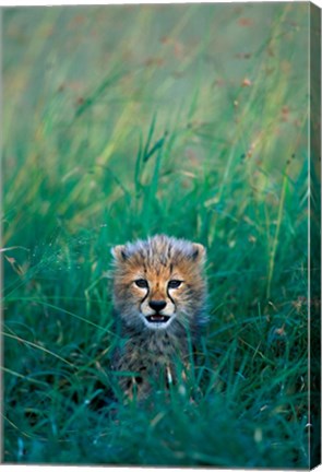 Framed Kenya, Masai Mara GR, Cheetah cub in tall grass Print