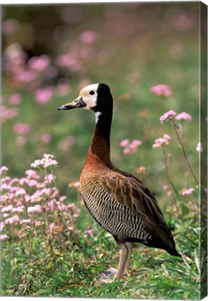 Framed Knob-billed Duck, La Madraka, Madagascar Print