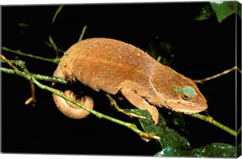 Framed Malagasy Chameleon on Branch, Montagne D&#39;Ambre National Park, Madagascar Print