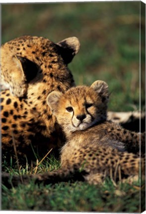 Framed Kenya, Masai Mara Game Reserve. Cheetah cub Print