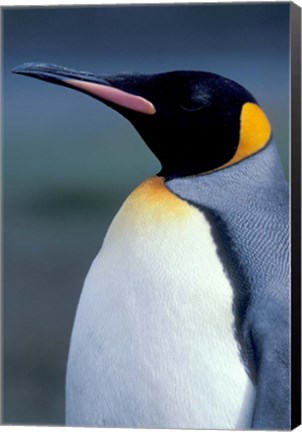 Framed King Penguin, South Georgia Island, Antarctica Print