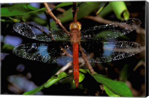 Framed Madagascar, Ankarana Reserve, Malagasy Dragonfly insect Print