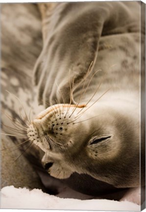 Framed Jougla, Pt., Antarctica. Sleepy Weddell seal. Print