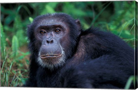 Framed Male Chimpanzee Relaxing, Gombe National Park, Tanzania Print