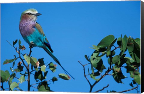 Framed Lilac-Breasted Roller in Savuti Marsh, Chobe National Park, Botswana Print