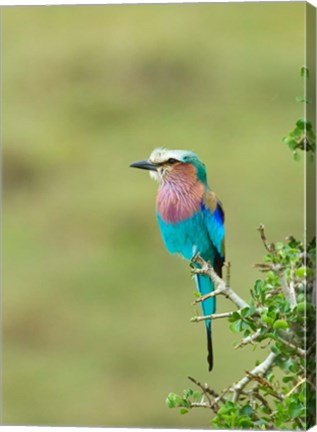 Framed Kenya, Masai Mara. Lilac-breasted roller bird Print