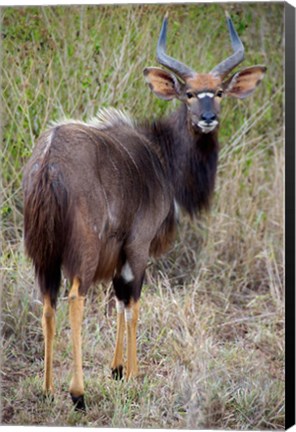 Framed Male Nyala, Zulu Nyala Game Reserve, Kwazulu Natal, South Africa Print