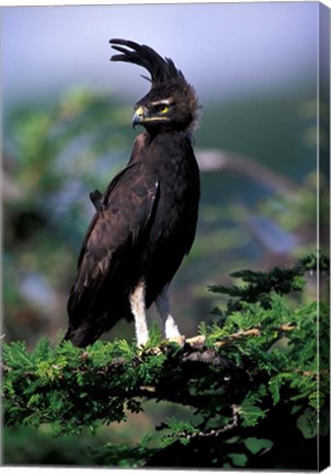 Framed Kenya. Long-crested Eagle (lophaetus occipitalis) Print