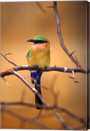 Framed Kenya. Red-throated bee eater bird- Print