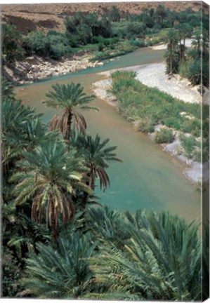 Framed Lush Palms Line the Banks of the Oued (River) Ziz, Morocco Print