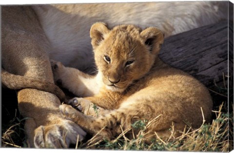 Framed Kenya, Masai Mara. Six week old Lion cub (Panthera leo) Print