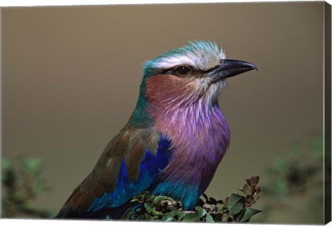 Framed Kenya, Masai Mara, Lilac-breasted Roller bird Print