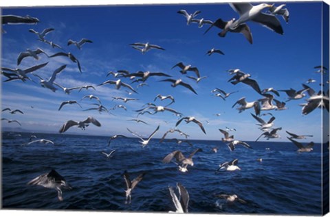 Framed Kelp Gulls, South Africa Print