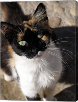 Framed Local Cat, Morocco Print