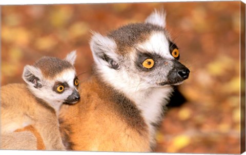 Framed Madagascar, Berenty Reserve, Ring-tailed lemur primates Print