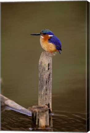 Framed Madagascar, La Madraka. Malagasy Kingfisher Print