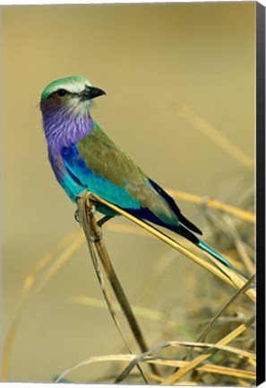 Framed Lilac-Breasted Roller bird, Mana Pools NP, Zimbabwe Print