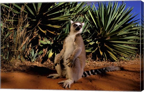 Framed Madagascar, Berenty Private Reserve. Ring-tailed Lemur Print