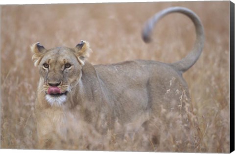 Framed Lioness in Tall Grass on Savanna, Masai Mara Game Reserve, Kenya Print