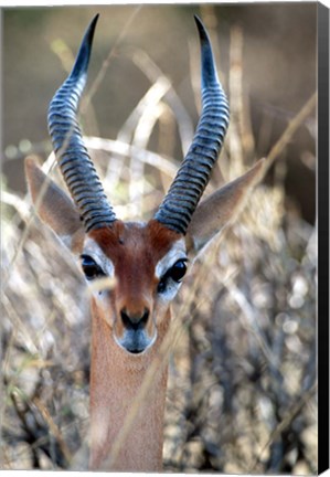 Framed Male Gerenuki with Large Eyes and Curved Horns, Kenya Print