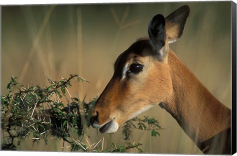 Framed Kenya, Lake Nakuru NP, Impala wildlife Print