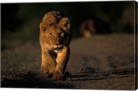 Framed Lion Cub Stalking, Masai Mara Game Reserve, Kenya Print