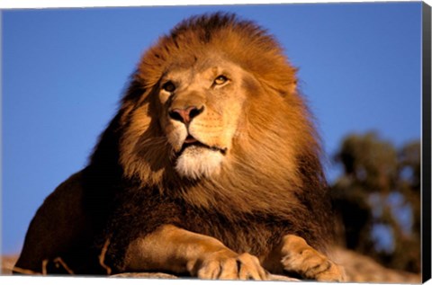 Framed Lion, Masai Mara, Kenya Print