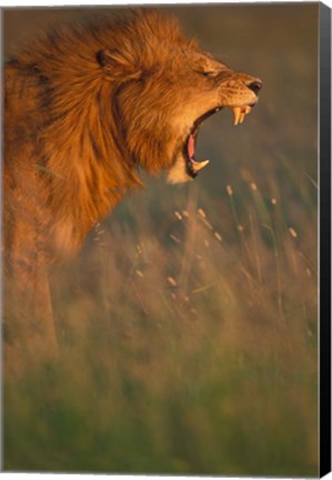 Framed Kenya, Masai Mara Game Reserve, Lion, grass, savana Print