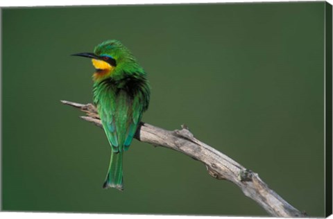 Framed Kenya, Masai Mara Game Reserve, Little Bee Eater bird Print