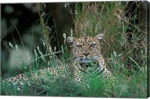 Framed Leopard Resting along Telek River, Masai Mara Game Reserve, Kenya Print