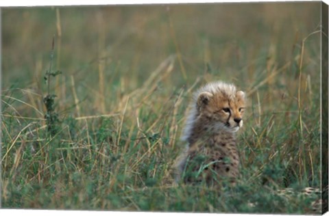 Framed Kenya, Masai Mara Game Reserve, Cheetah, Savanna Print