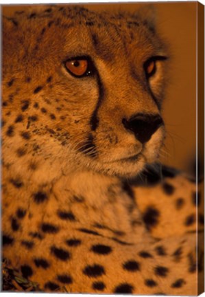 Framed Kenya, Masai Mara Game Reserve, Cheetah, sunset Print