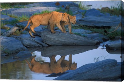 Framed Lion Pride along Rocky Bank, Telek River, Masai Mara Game Reserve, Kenya Print