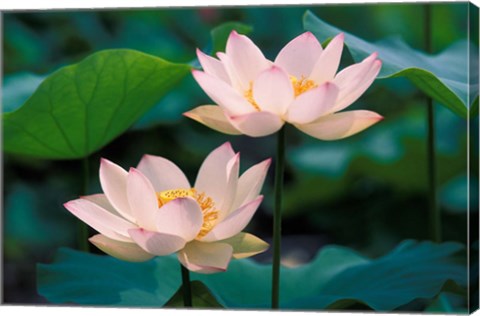 Framed Lotus Flower in Blossom, China Print