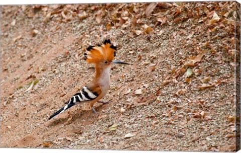 Framed Madagascar. Madagascar Hoopoe, endemic bird Print