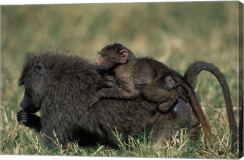 Framed Kenya, Masai Mara Game Reserve, Chacma Baboons wildlife Print