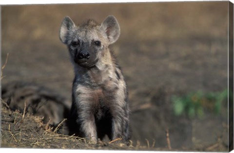 Framed Kenya, Masai Mara Game Reserve, Spotted Hyena wildlife Print