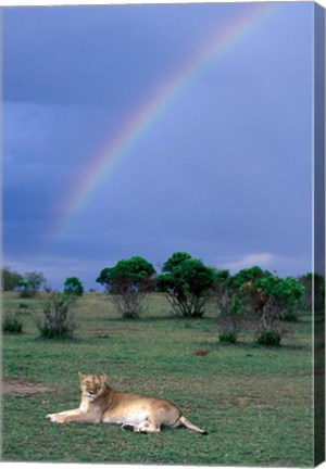 Framed Lioness Resting Under Rainbow, Masai Mara Game Reserve, Kenya Print